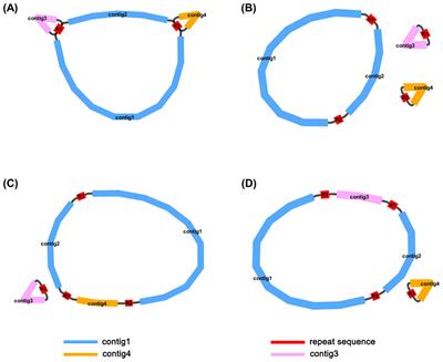 Comprehensive analysis of the mitochondrial genome of Iris domestica emphasizing multichromosomal organization and repeat-mediated homologous recombination